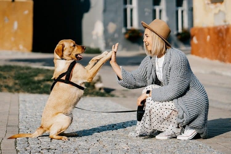 dog and woman high five