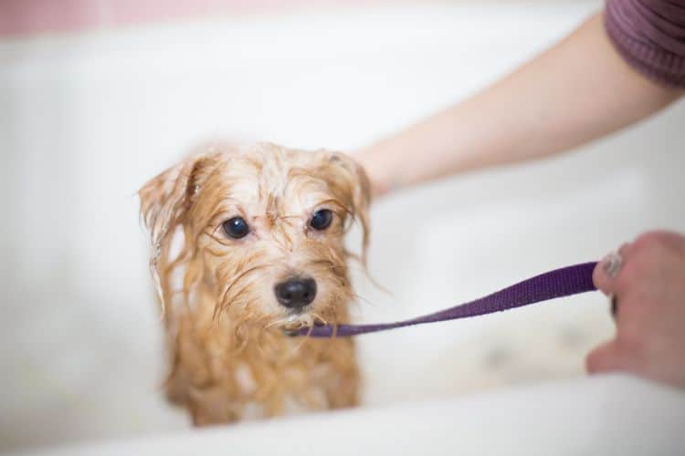 3 Ways to Dry Your Dog After a Bath Pango Pets