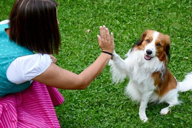 Dog giving his owner a high five as part of their tricks training