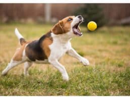 Beagle dog playing fetch outdoors with a yellow ball
