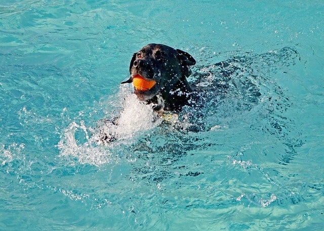 Dog in pool fetching a ball