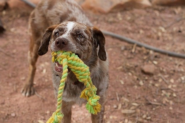 Dog with a rope toy in his mouth playing tug-of-war