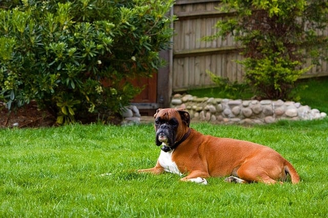 Bull dog resting within the boundaries marked by the invisible fence in their yard