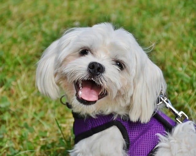 Closeup of a happy Maltese dog on a walk wearing a harness