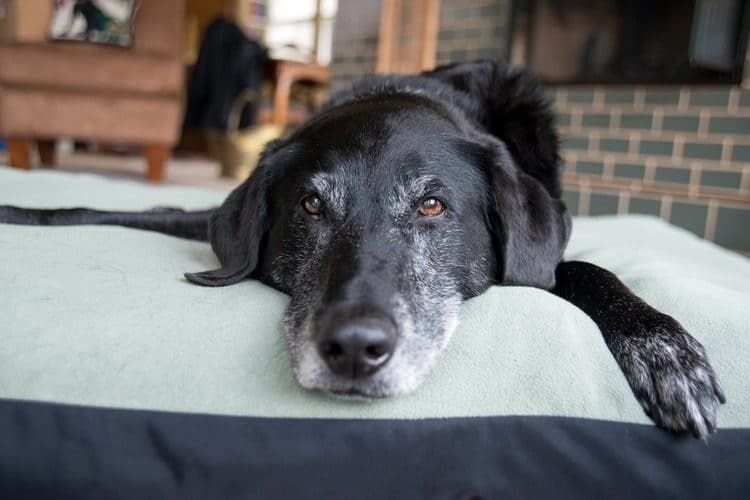 Senior dog lying on a dog bed