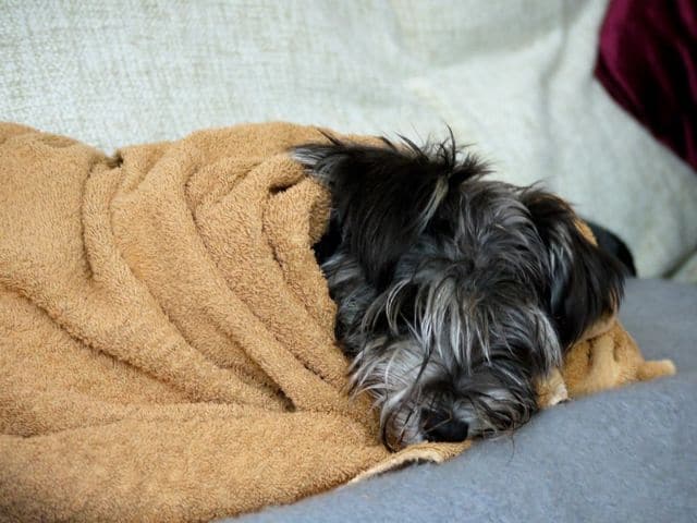 Wet dog wrapped in a towel resting on a bed