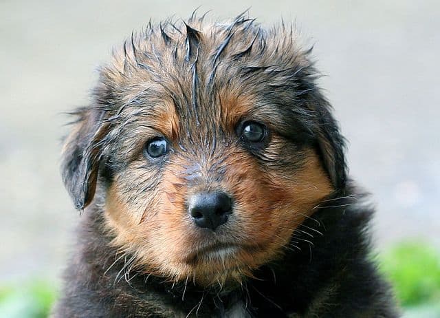 Wet puppy air drying after a bath