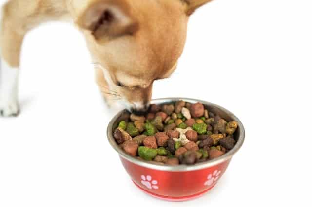 Dog eating dog food from a bowl