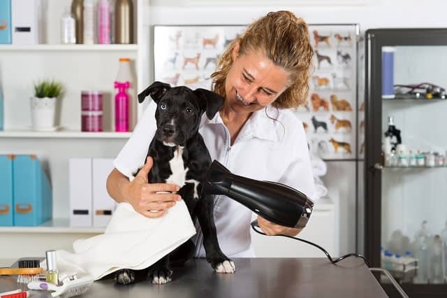 Groomer blow drying a dog