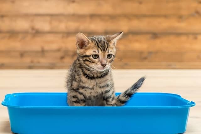 Kitten using a litter box