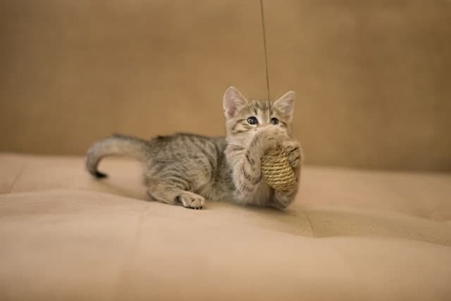 Kitten playing with a ball of twine