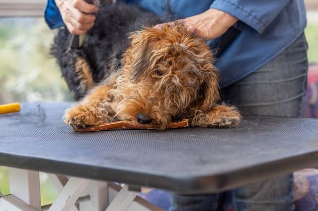 Dog on a table being groomed with clippers