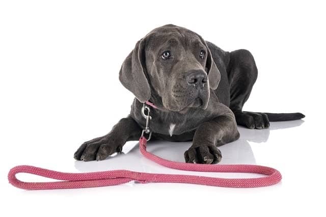Great Dane puppy with leash