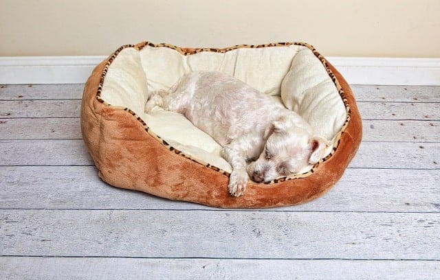 Dog sleeping in dog bed