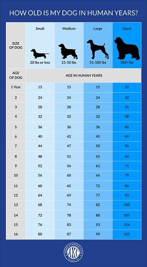 AKC dog age human years chart
