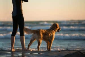 Person with retriever by water