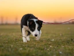 Puppy on a Leash