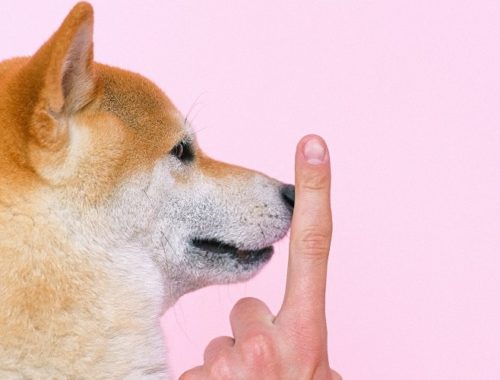 Shiba Inu with Number 1 Finger