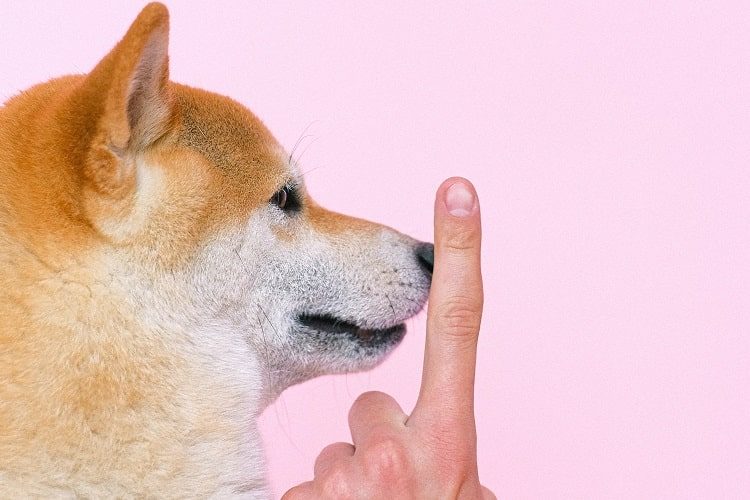 Shiba Inu with Number 1 Finger