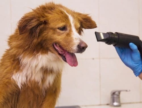 Blow drying a dog after a bath