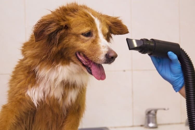 Can You Blow Dry a Dog, and Is It Safe? Pango Pets
