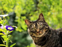 cat enjoying safe time outdoors near a flower