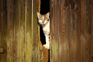 cat in wood fence