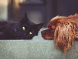 Dog and cat relaxing on furniture