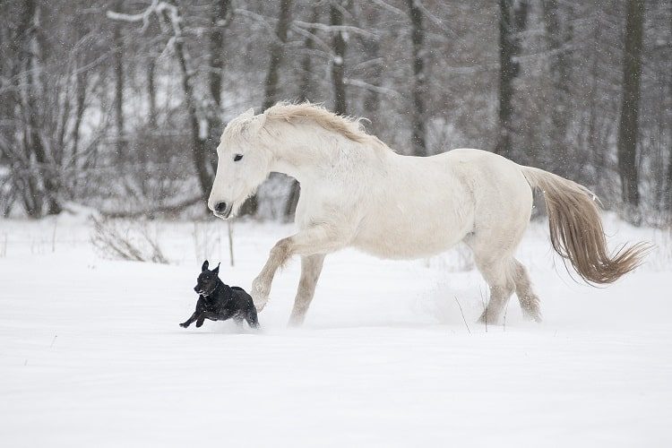 horse and dog running