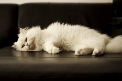 Fluffy cat laying on couch