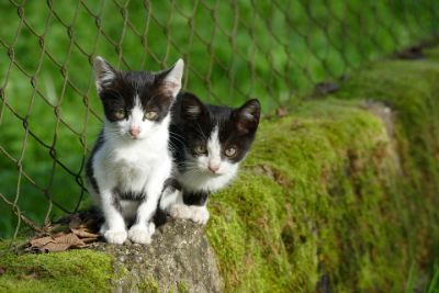 Kittens in safe outdoor enclosure