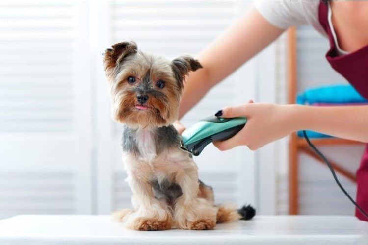 Yorkshire Terrier being shaved by a groomer