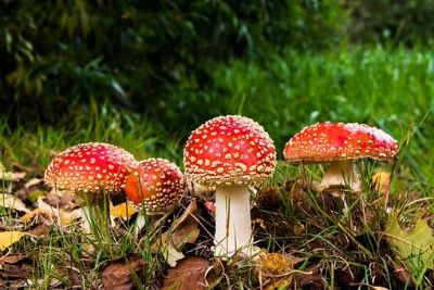 toxic wild mushrooms