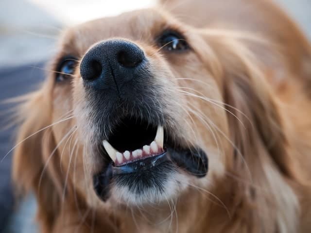 Golden Retriever latindo