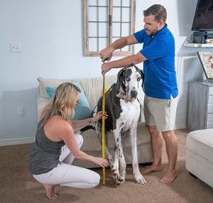 Atlas the Great Dane and his family