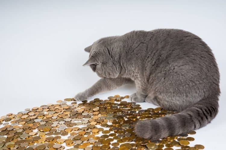 Cat playing with coins