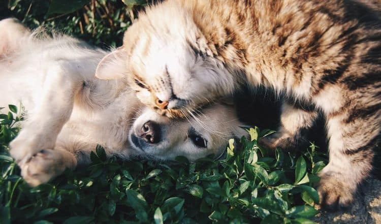 Dog and cat cuddling in the grass