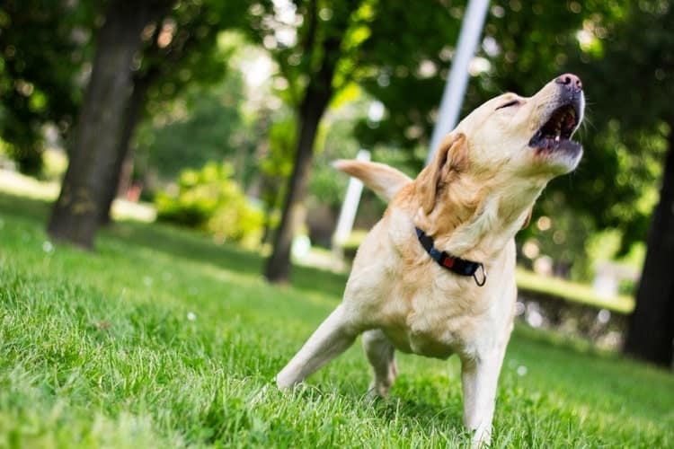 How To Stop The Neighbor's Dog From Barking How to Stop Your Dog From Barking at the Neighbors | Pango Pets