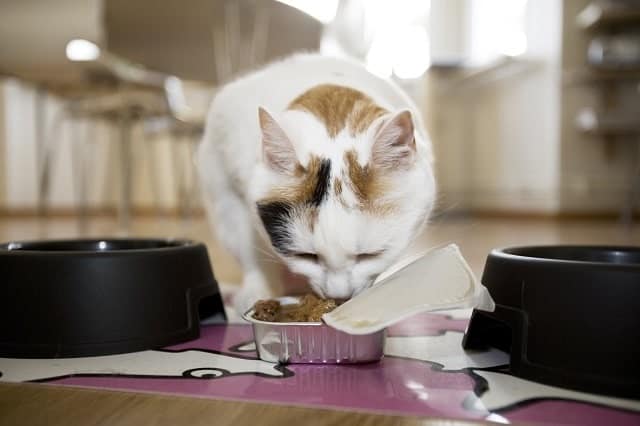 Cat eating canned food between two food bowls