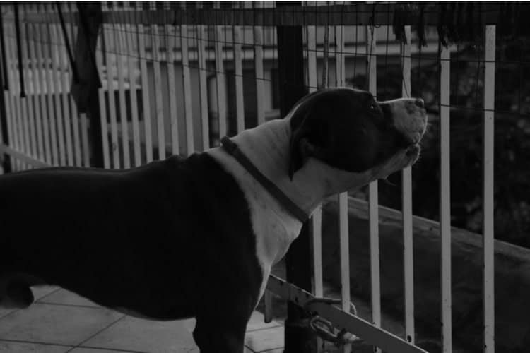 Picture of 5 Ways to Stop Your Dog from Barking All Night Long | Pango Pets