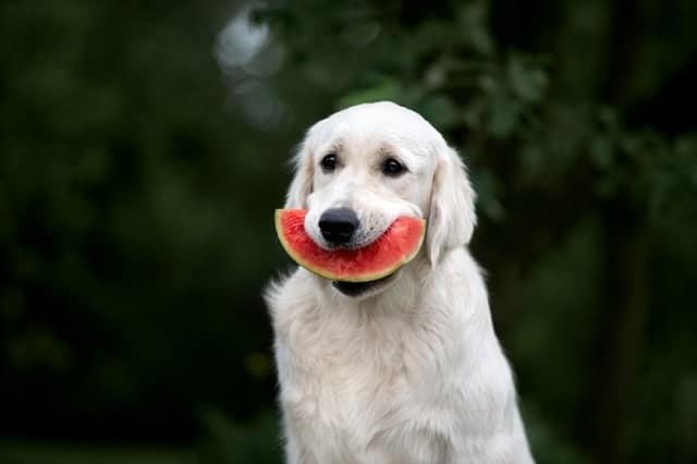 Dog holding a slice of watermelon
