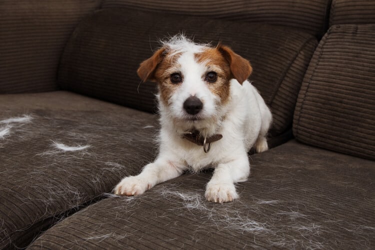 Why is My Dog Shedding So Much? (6 Potential Reasons) Pango Pets