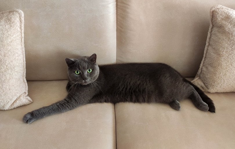 a black british shorthair cat lying on sofa