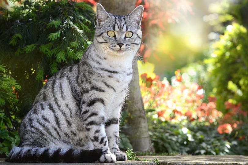 a domestic shorthair cat sitting outdoor