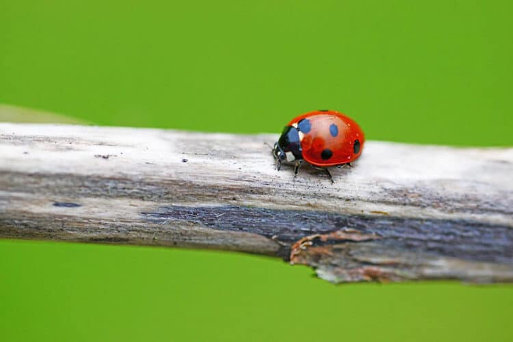 a ladybug on a tree branch