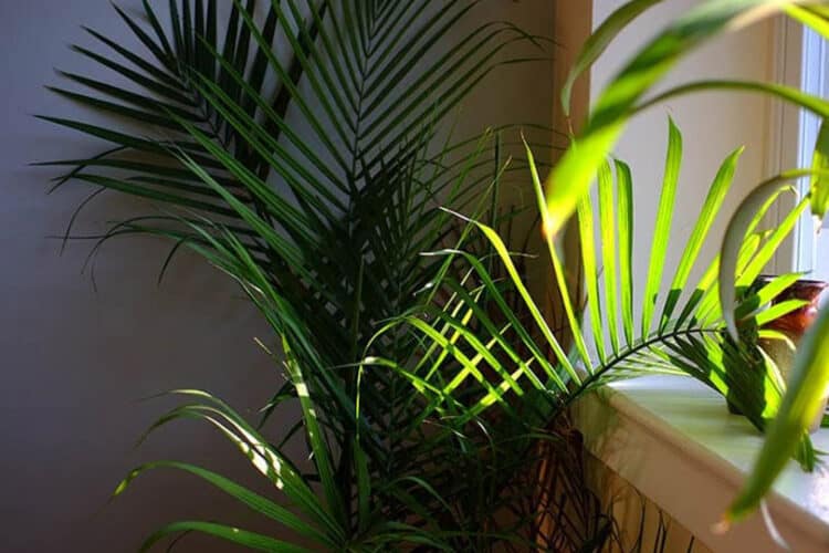 a majesty palm plant indoor