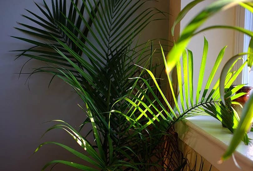 Are Majesty Palms Toxic to Cats? What Do I Do If They Eat One? Pango Pets