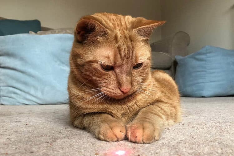 a red tabby cat staring on a laser