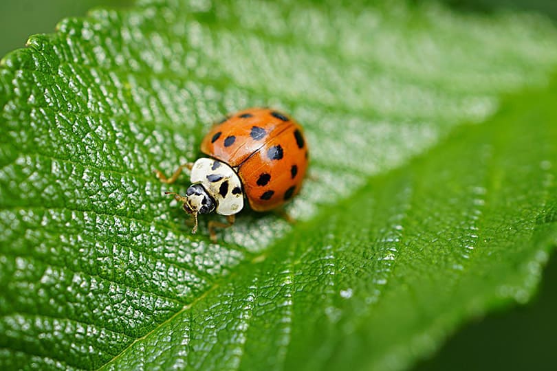 asian lady beetle on a leaf