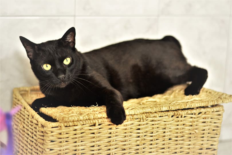 black japanese bobtail on a basket